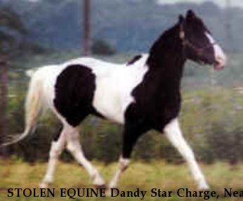 STOLEN EQUINE Dandy Star Charge, Near Shiloh, OH, 99999